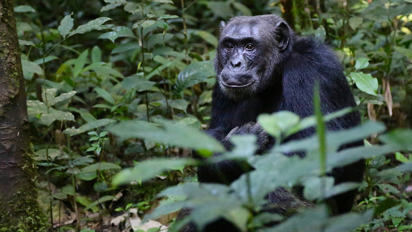El terrible motivo por el que las chimpancés huyen lo más lejos posible para dar a luz