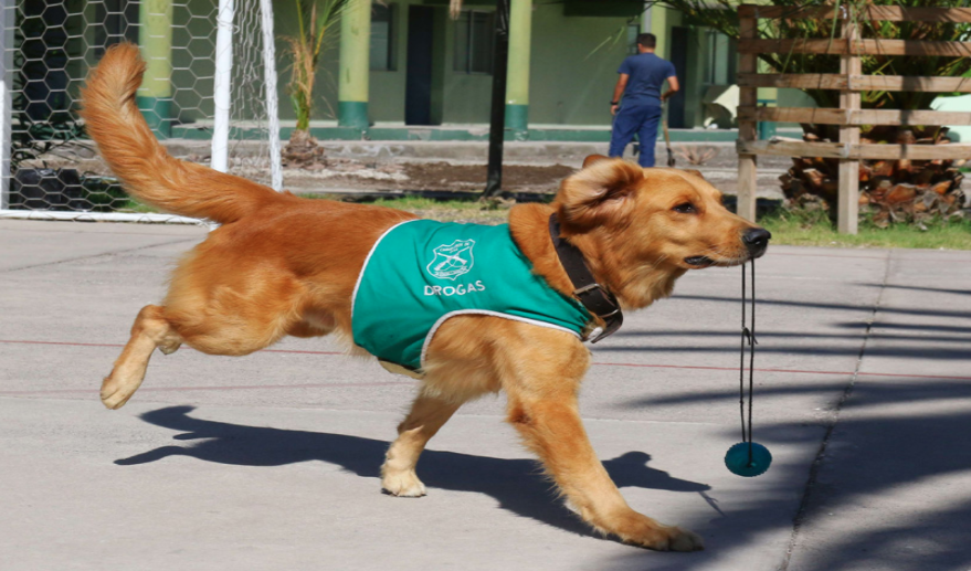 Aragon: el perro policía que detectó droga avaluada en $57 millones