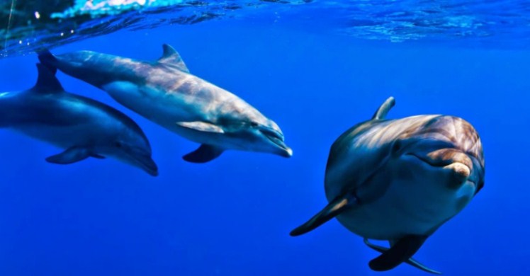 Cetáceos llevan vidas «como las de los humanos» gracias a sus grandes cerebros, según estudio