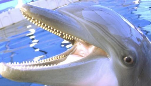¿Los delfines son malos? 4 terribles secretos que nadie se atreve a contar, las razones indignan más