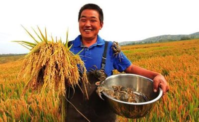 China establece una hoja de ruta para promover la agricultura ecológica