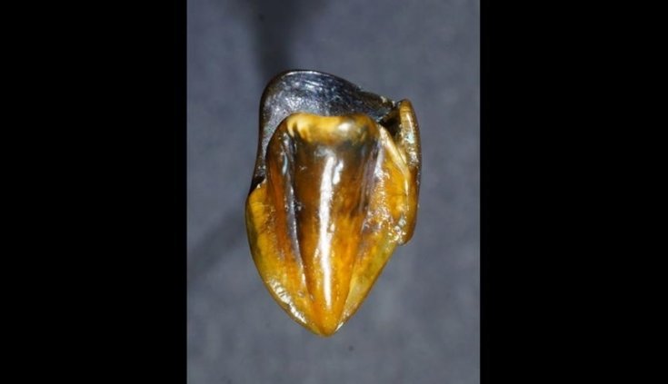 Hallazgo de dientes prehistóricos de 9,7 millones de años «podrían reescribir la historia humana»