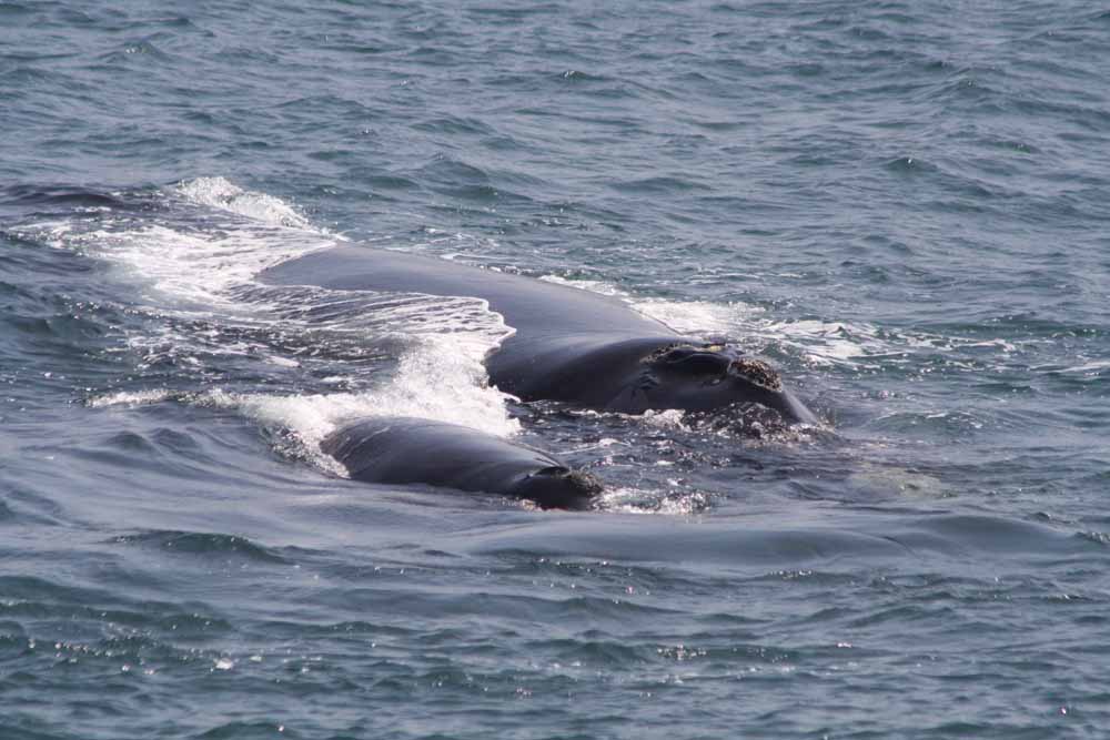 Video: Trabajadores se encuentran con una ballena en plena bahía de Quintero