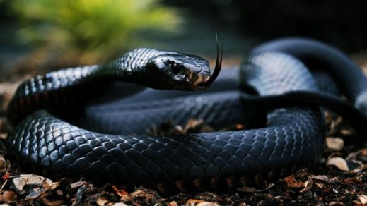 Fotografo fue mordido por Mamba Negra en medio de la sesión, tomó una instantánea del accidente y siguió trabajando como si nada
