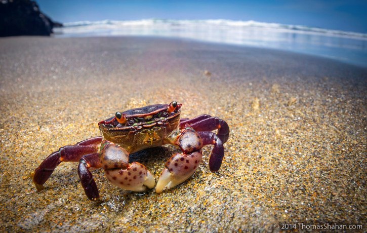 Antidepresivos arrojados al océano están causando extraños comportamientos en los crustáceos