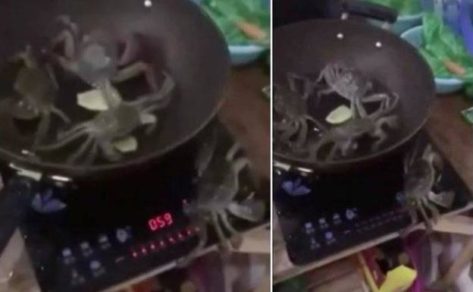 Cangrejo heroe escapa de la sartén caliente y salva a todos sus amigos de morir cocinados