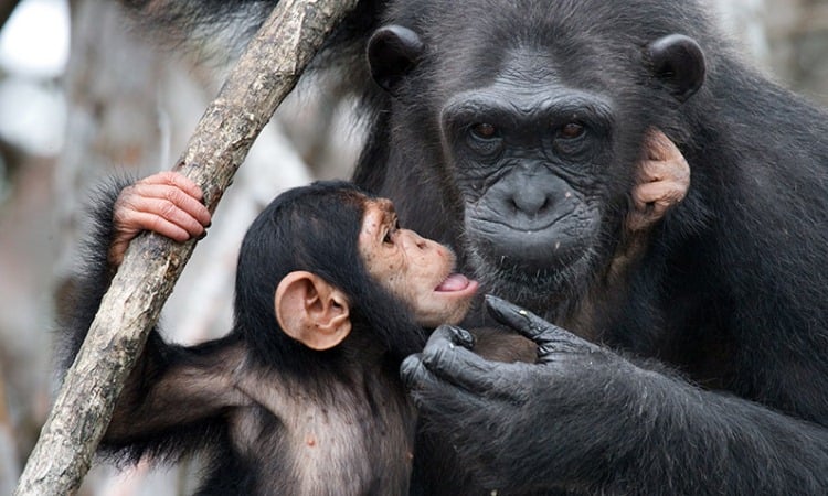 Investigadores descubren por qué las madres chimpancés huyen del grupo para dar a luz