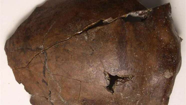 Cráneo de 6.000 años estudiado recientemente resultó ser de la víctima más antigua conocida de un tsunami