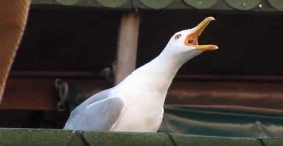 Este es el desconocido origen del meme ‘La gaviota intensa’ que causa furor y risas en las redes sociales