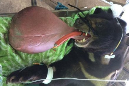 Oso arrastraba su gigantesca lengua y no podía comer debido a una desgraciada enfermedad; las redes han llorado con su caso
