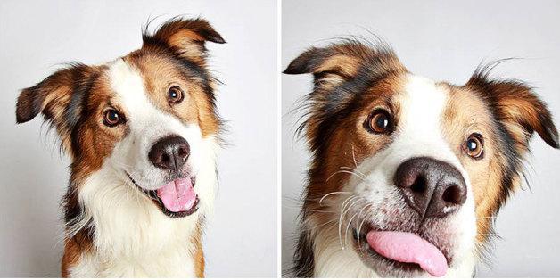Estudio prueba que los perros usan sus expresiones faciales para lograr una respuesta de los humanos