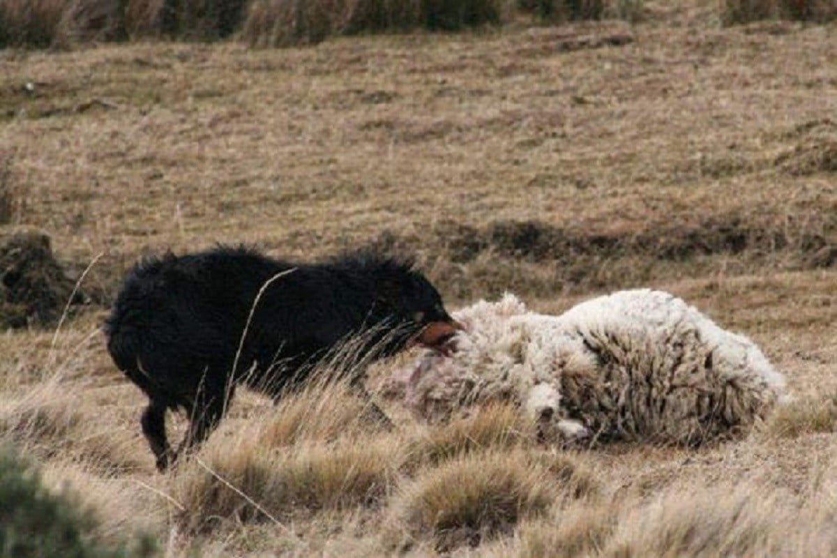 Osorno: Polémica por proyecto que compensa ataques de perros asilvestrados al ganado