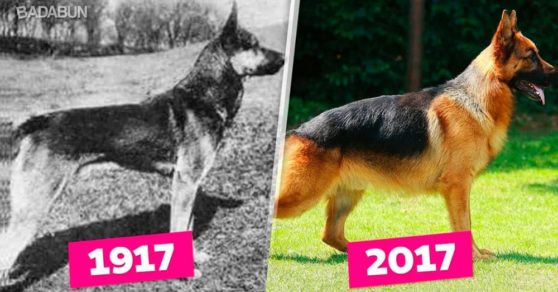 Esta es la evolución de 7 perros de raza y cómo el ser humano está acabando con su salud