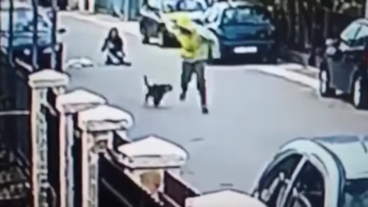 [VIDEO] «Héroe Canino»: Perro callejero salvó a una mujer en violento robo