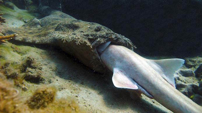 FOTOS: El aterrador tiburón «prehistórico» con 300 dientes que fue capturado por accidente