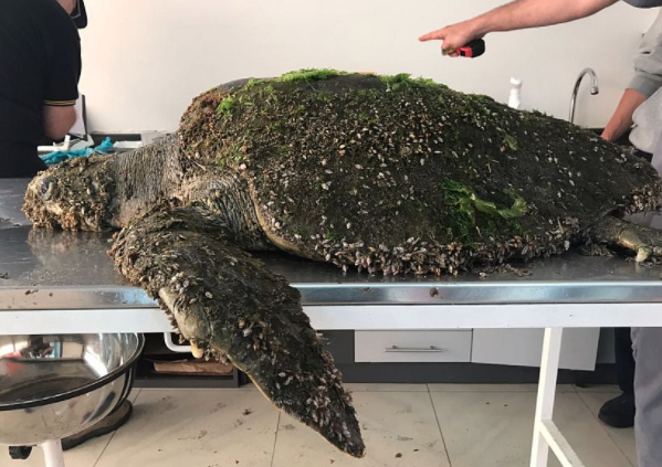 Rescatan a tortuga varada en playa de Iquique