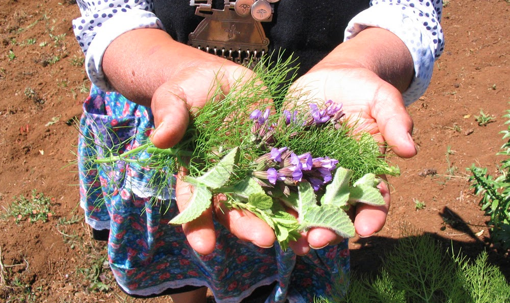 Lawentuchefes: mujeres mapuche que encuentran cura a las enfermedades por medio de los sueños
