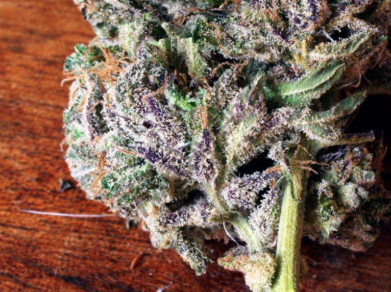 Nueva APP promete ser una potente herramienta para cultivadores y consumidores de Marihuana