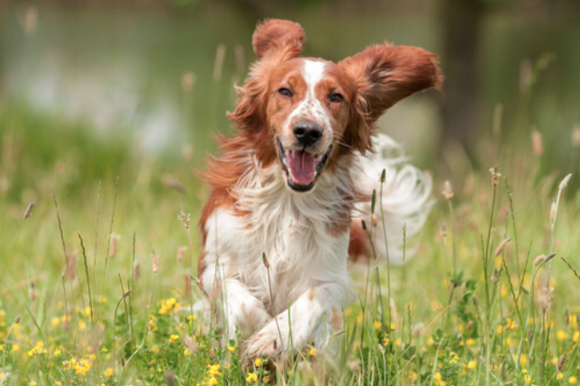 Criar un perro reduce notoriamente el riesgo de morir