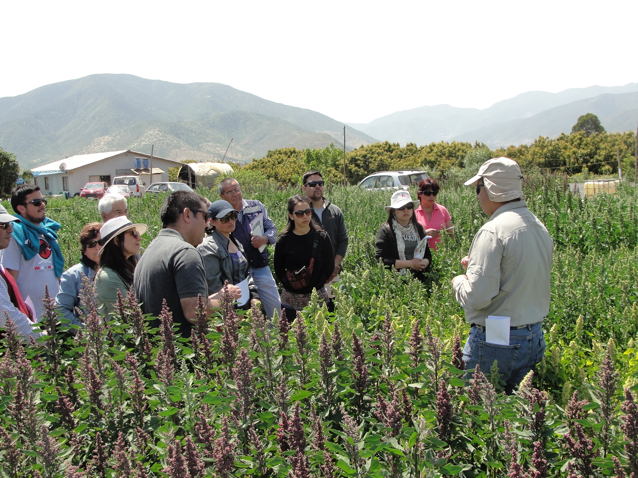 El cultivo de quínoa tiene futuro en Petorca