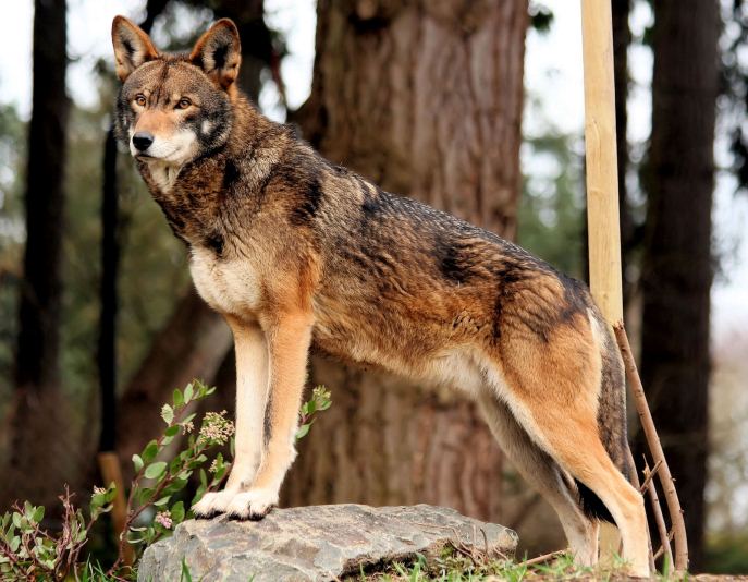 Republicanos quieren cancelar programa de conservación del ‘lobo rojo’, catalogado en peligro crítico