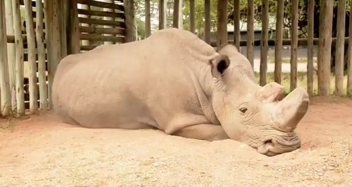 El último macho de ‘rinoceronte blanco del norte’ se vuelve viral como parte de la campaña por lograr su reproducción