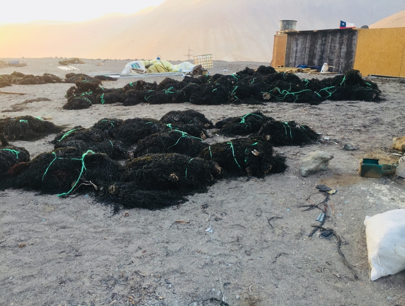 Arica: Sernapesca incauta cerca de 2 toneladas de algas procesadas ilegalmente