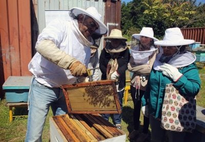 Concepción: Municipio inaugura apiario para fomentar el cuidado de las abejas
