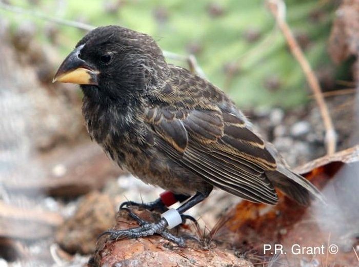 Investigadores observan en tiempo real la evolución de una nueva especie de ave en Galápagos