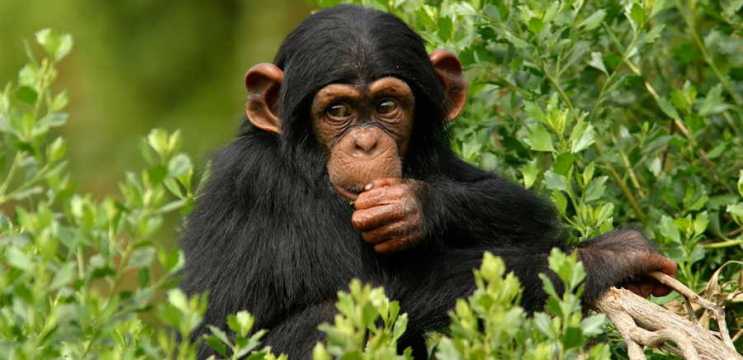 Lo que más nos diferencia del resto de los primates es nuestro cerebro