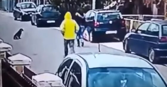 ¡Todo un héroe! Mira como este valiente perrito salvó a una joven de un asaltante