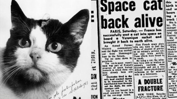 Félicette, la gata que viajó al espacio en 1963 y regresó viva, tendrá una estatua en París