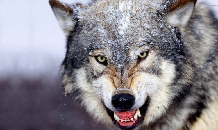 Descubren en Rusia evidencia física milenaria de rituales de iniciación con lobos y perros