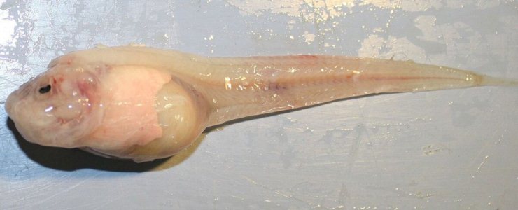 Esta especie recién descubierta es el pez más profundo del océano