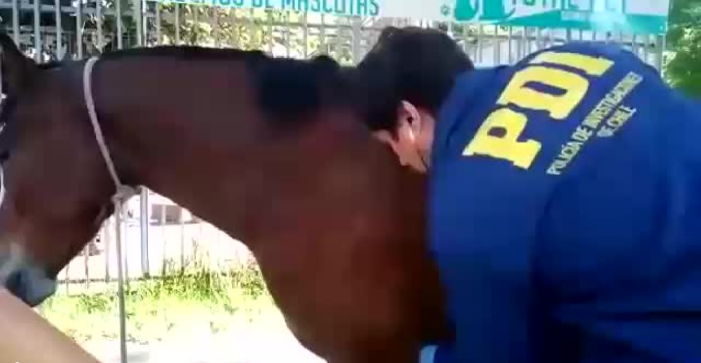 De transportar cuatreros a maltrato animal: pellejerías de caballos en la zona oriente de Santiago