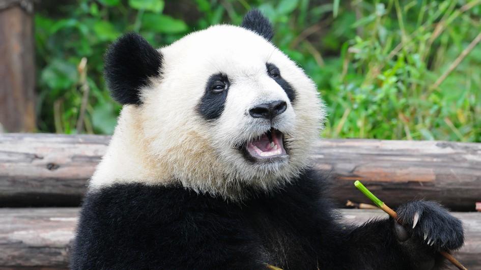 Si buscas un trabajo nuevo, ¡China te ofrece abrazar pandas!