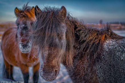 Galería | ‘Bajo un frío caballo’: Así sobrevive dura raza de equinos siberianos capaces de soportar la inclemente vida a menos 60° Celsius