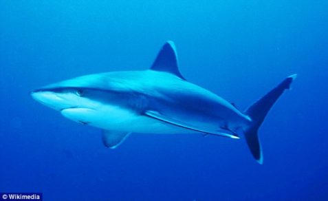 Foto | El tiburón intersexual, el primero de su tipo en el mundo, es descubierto por un atónito pescador cerca de la costa de Taiwán