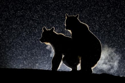 Estas han sido las fotografías de animales más divertidas de 2017