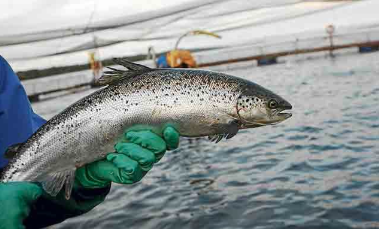 Greenpeace: “Se empieza a derrumbar el mito de que los salmones chilenos son saludables”
