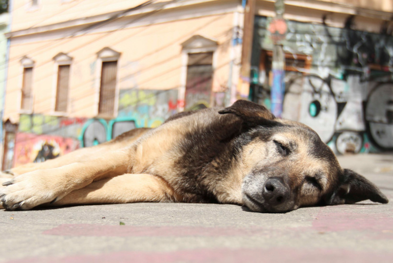 Animalistas solicitan realizar nuevo censo de perros abandonados en Valparaíso