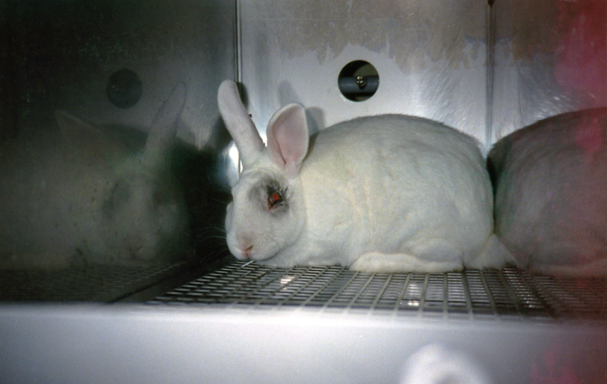Piñera y Guillier se comprometen con campaña por el fin de las pruebas cosméticas en animales