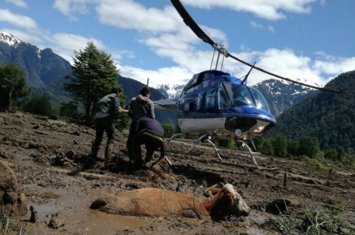Rescatan con helicóptero a animales sepultados tras aluvión en Chaitén