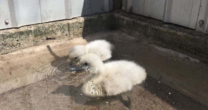 Rescatan a tres polluelos de cisne de cuello negro en Reserva Lago Peñuelas