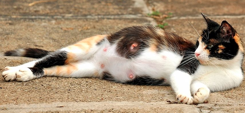 Las Condes se querella por gata que murió apaleada en supermercado de la comuna