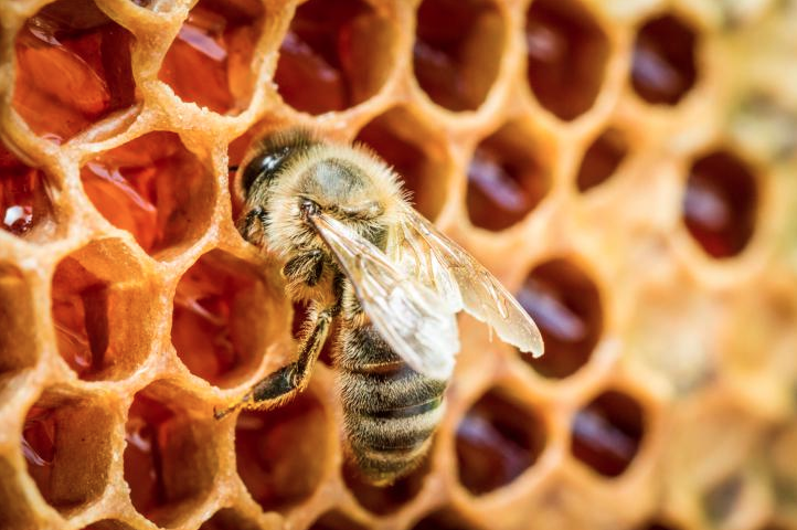 Científicos de la U. de Chile detectan presencia de pesticidas en miel de abejas