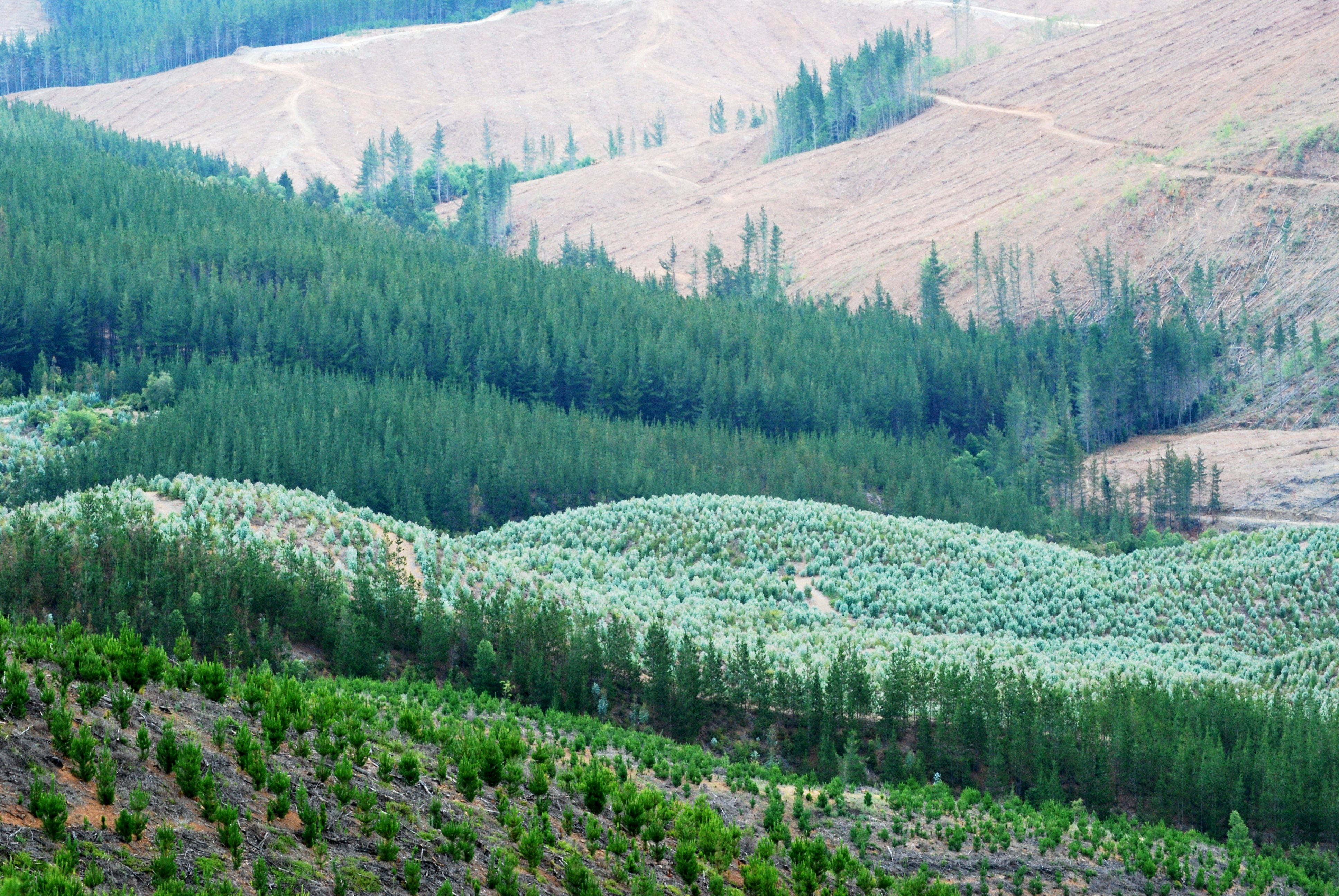 Agrupación de Ingenieros Forestales se retira de la Iniciativa Nacional de Certificación Forestal FSC