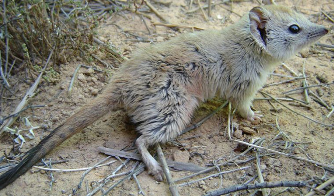 Reapareció en su hábitat un pequeño marsupial declarado extinto desde hace un siglo