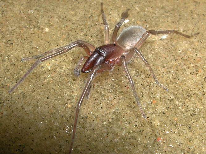 Desis bobmarleyi: la nueva especie de araña submarina bautizada en honor a Bob Marley