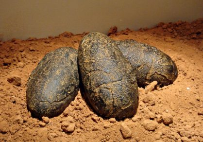 Encuentran huevos de dinosaurio de 130 millones de años, increíblemente preservados en China